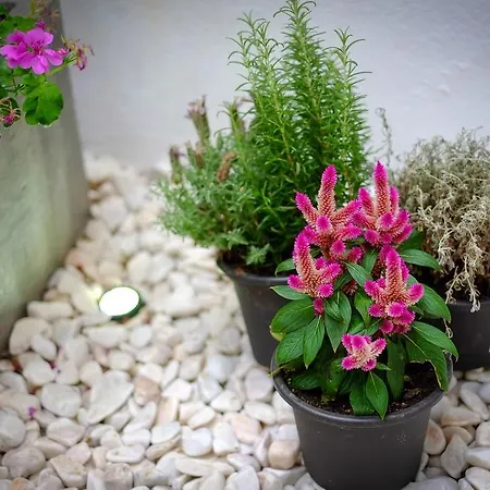 Entre O Carmo E A Trindade * Lisboa